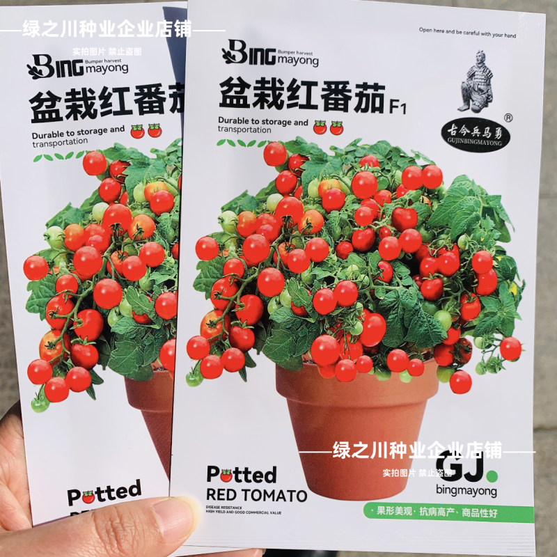 盆栽红番茄种子四季阳台种籽室内矮生西红柿樱桃圣女蔬菜水果