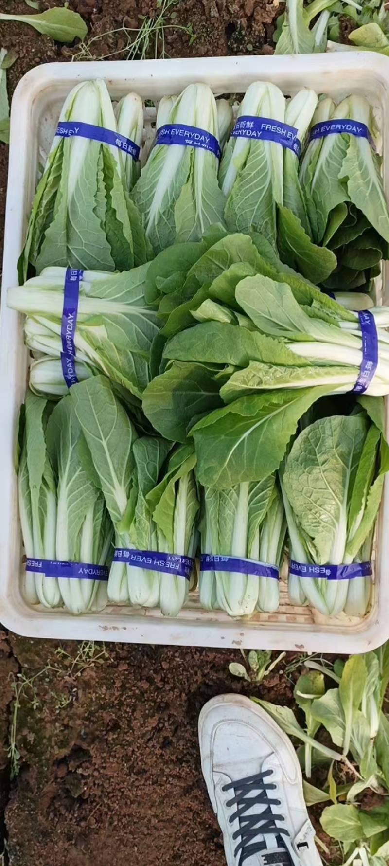 精品山东快菜小白菜毛白菜产地直发全国供应全国发货常年有