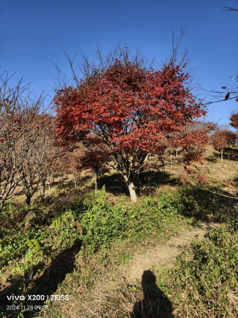 优质红枫树，春季赏花，绿化美化家园的理想