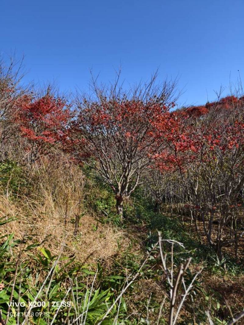 优质红枫树，春季赏花，绿化美化家园的理想