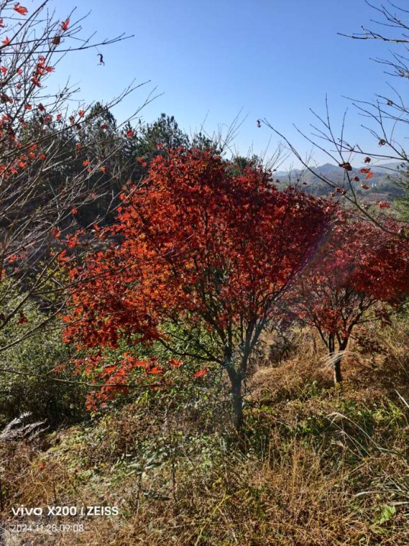 优质红枫树，春季赏花，绿化美化家园的理想