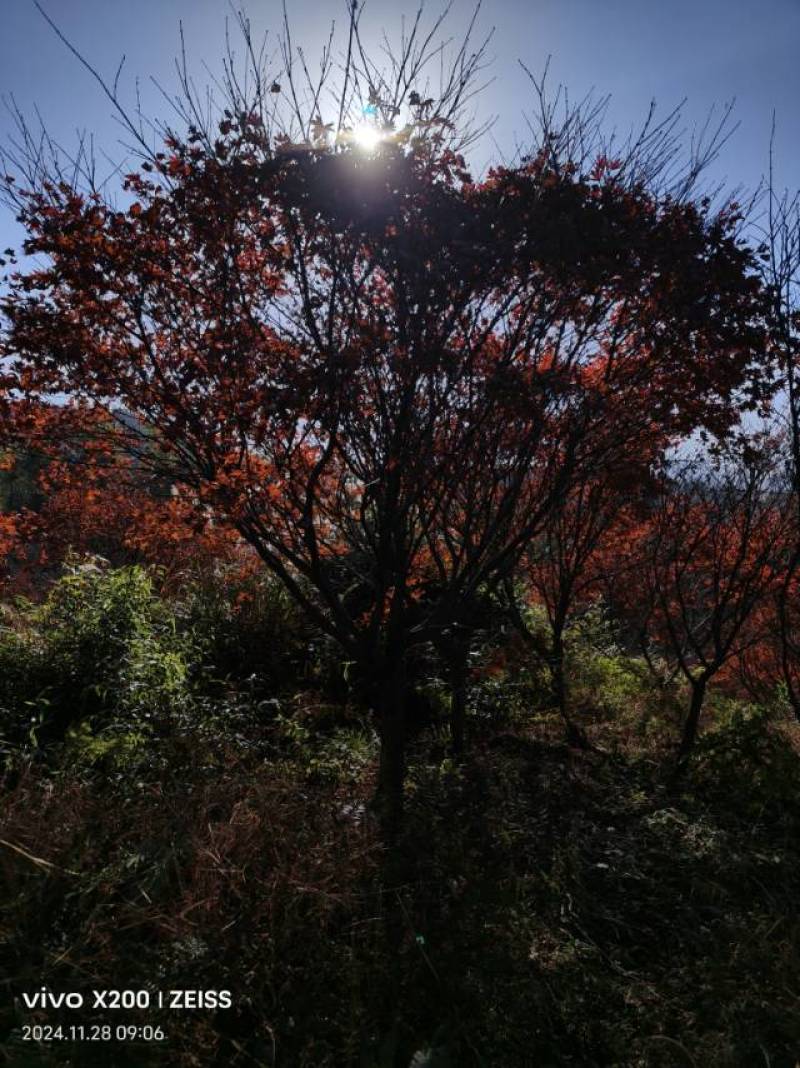 优质红枫树，春季赏花，绿化美化家园的理想