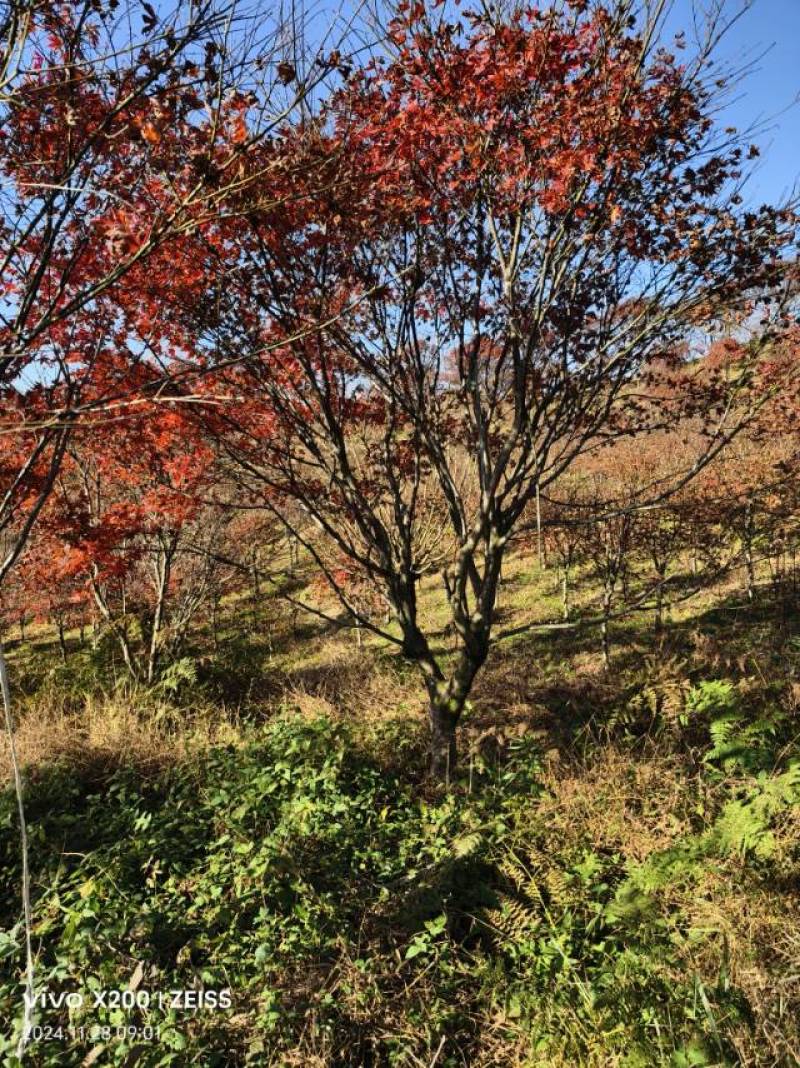 优质红枫树，春季赏花，绿化美化家园的理想