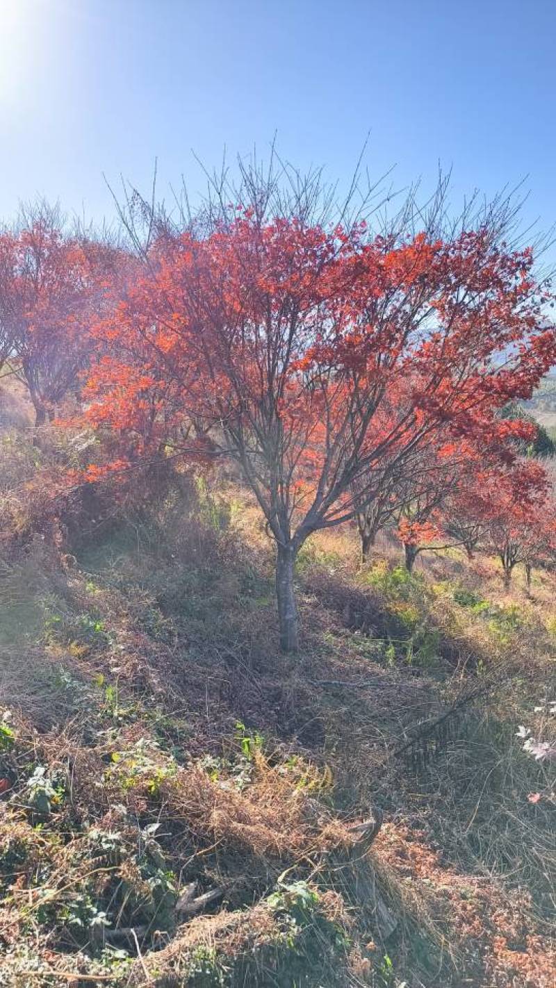 优质红枫树，春季赏花，绿化美化家园的理想