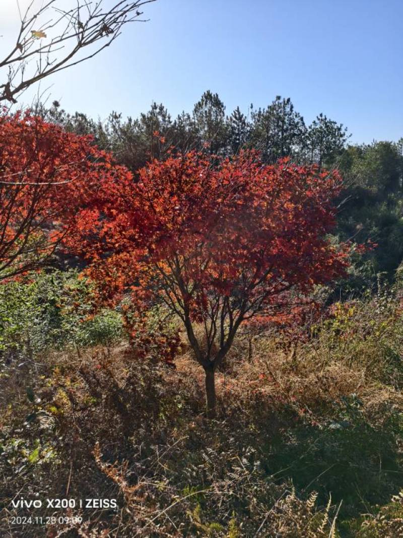 优质红枫树，春季赏花，绿化美化家园的理想