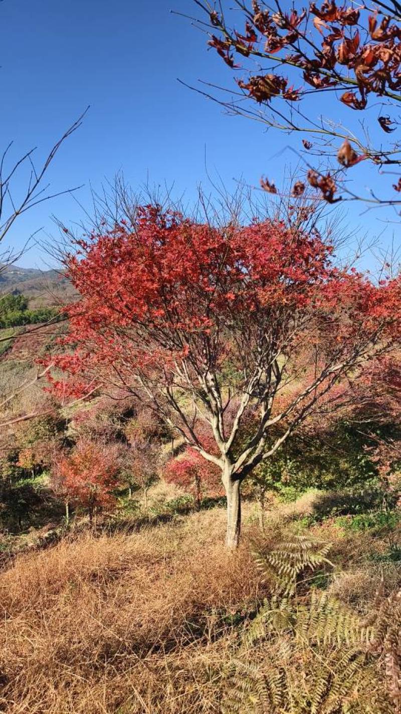 优质红枫树，春季赏花，绿化美化家园的理想
