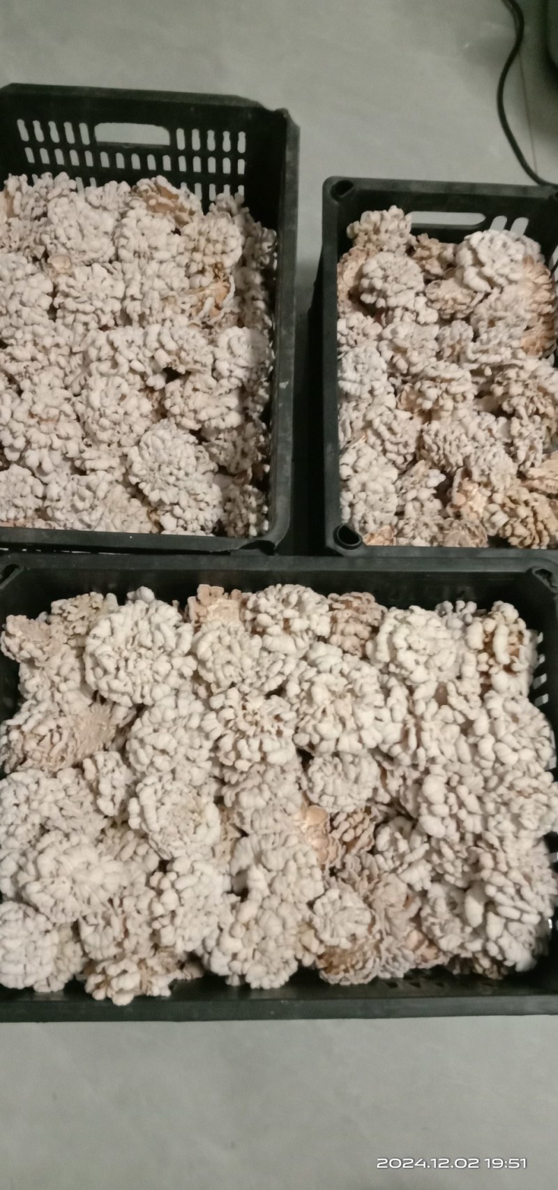 干白参菌，品质好价优