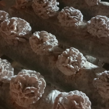 干白参菌，品质好价优