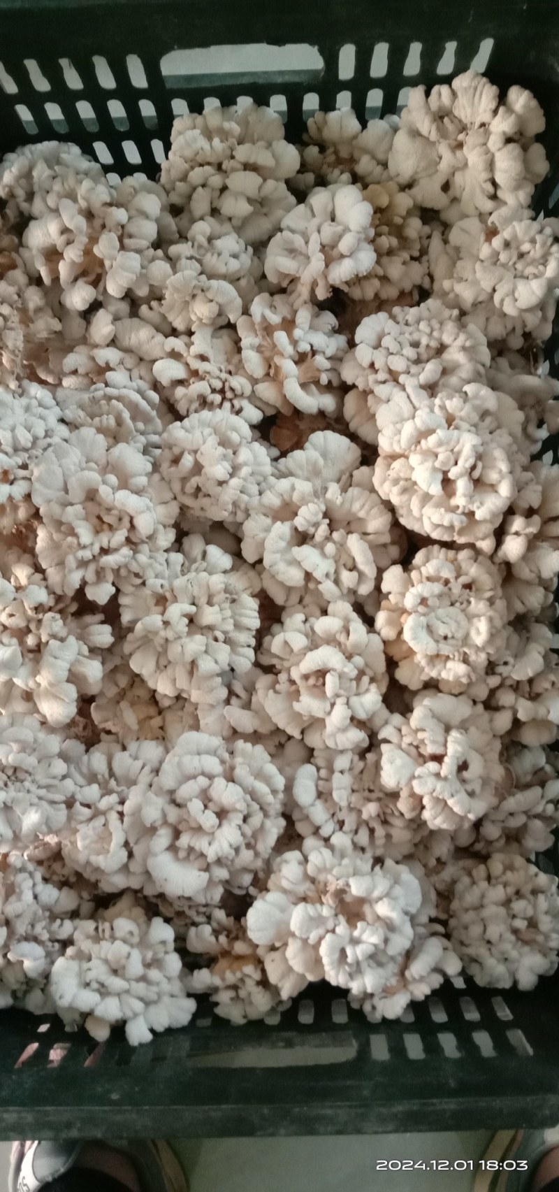 干白参菌，品质好价优