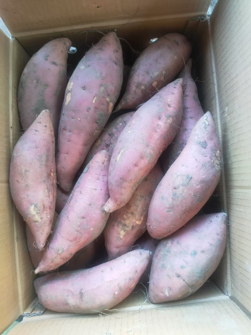 【冰点价】河北雄县烟薯25一手货源条形好无伤大小规格都有