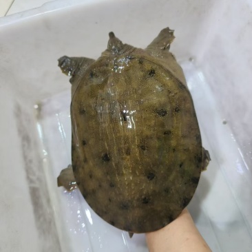 小东子甲鱼批发