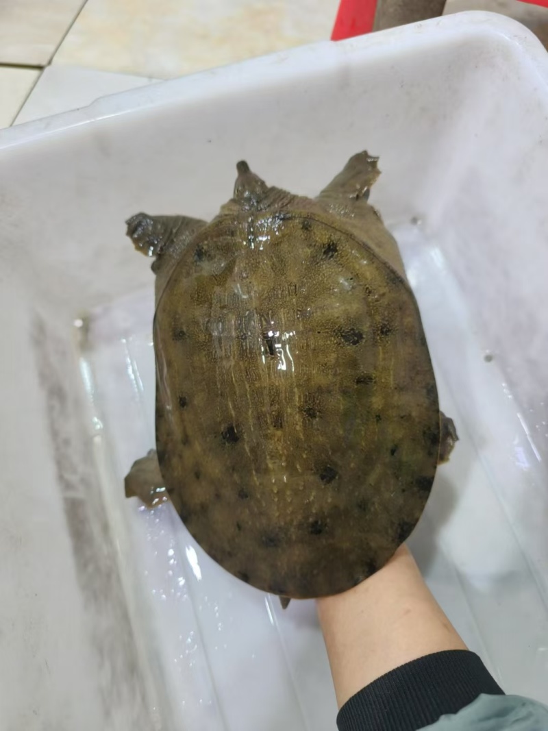 小东子甲鱼批发
