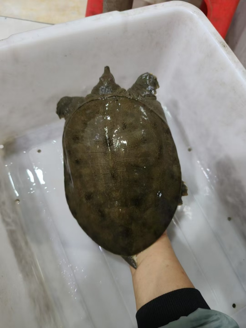 小东子甲鱼批发