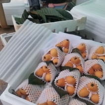 云南蒙自枇杷