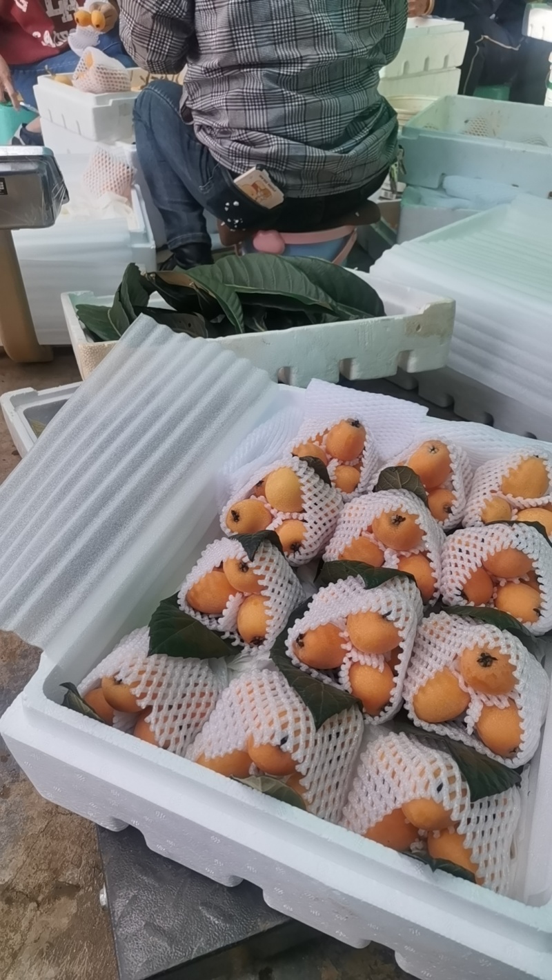 云南蒙自枇杷