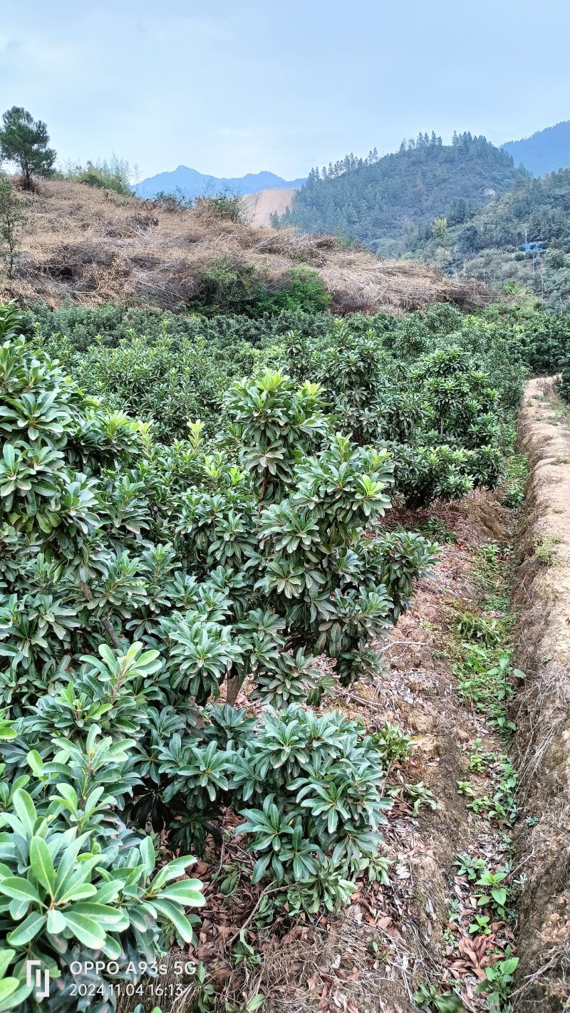 景观杨梅树，食果观景于一体，带给你别样的种植体验。