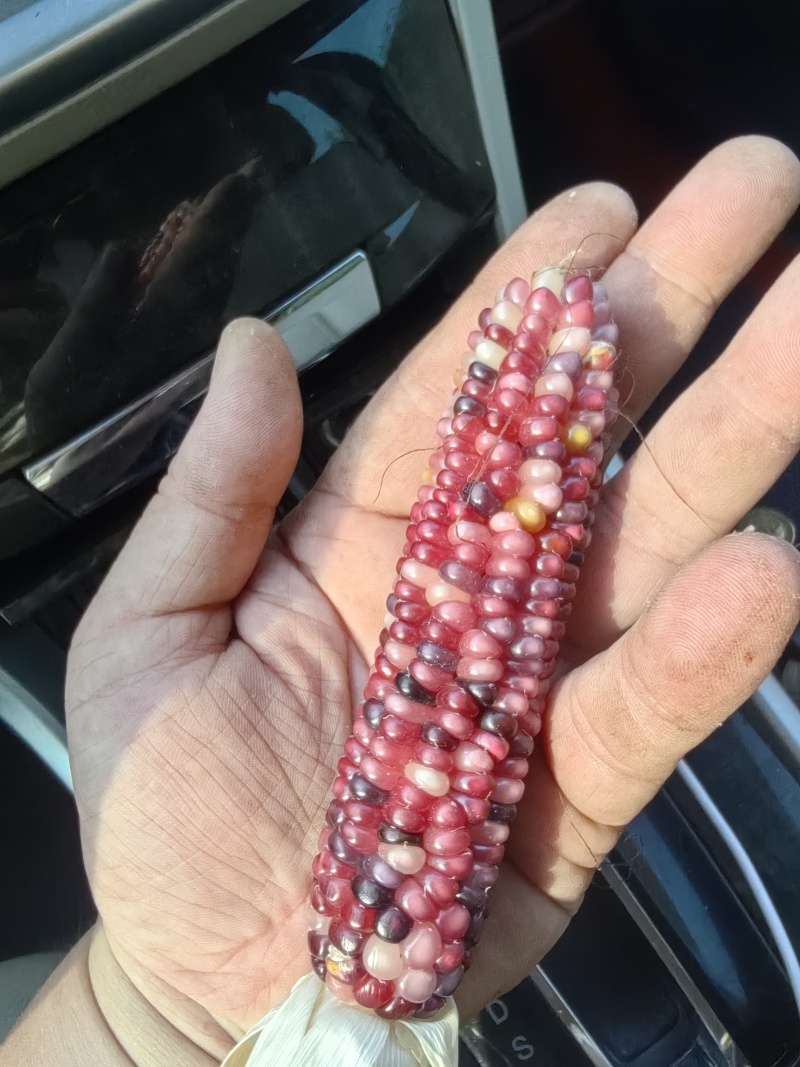 山东潍坊文玩玉米大量有货，欢迎来电咨询