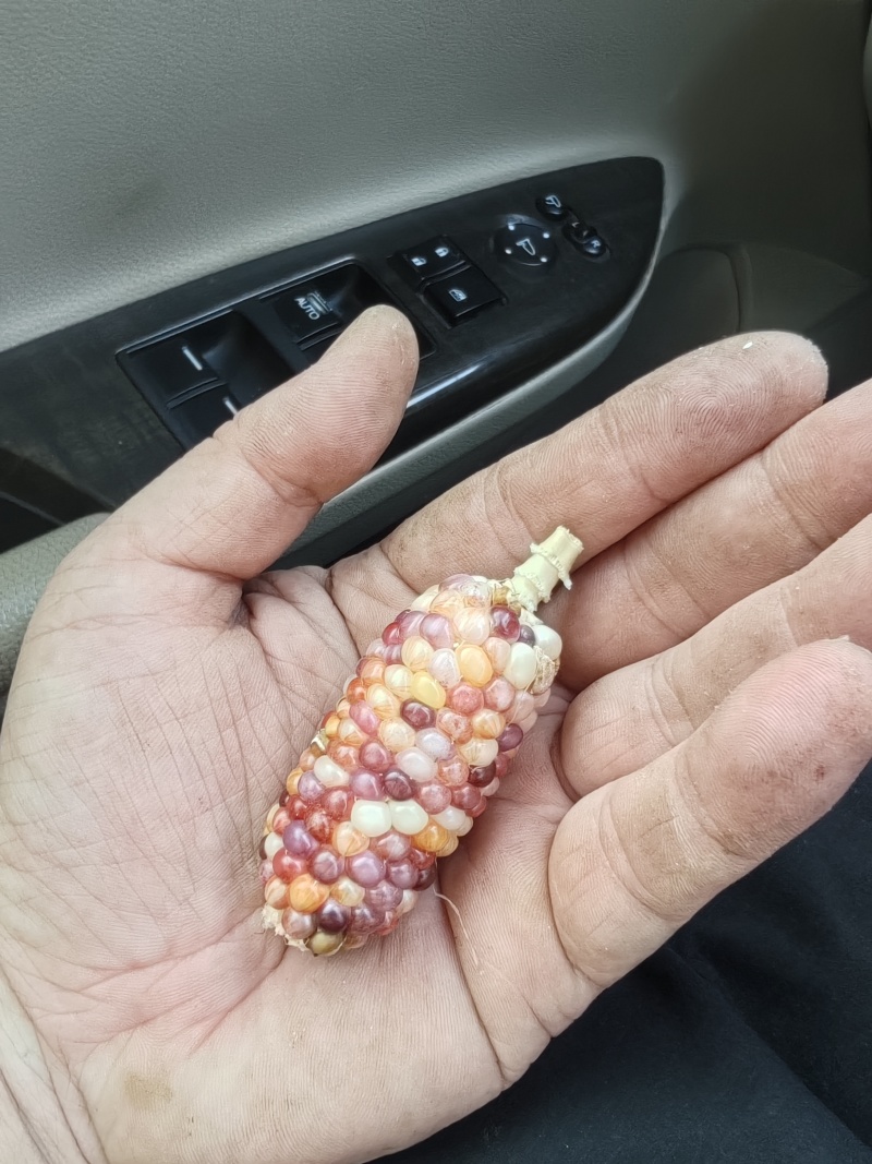 山东潍坊文玩玉米大量有货，欢迎来电咨询