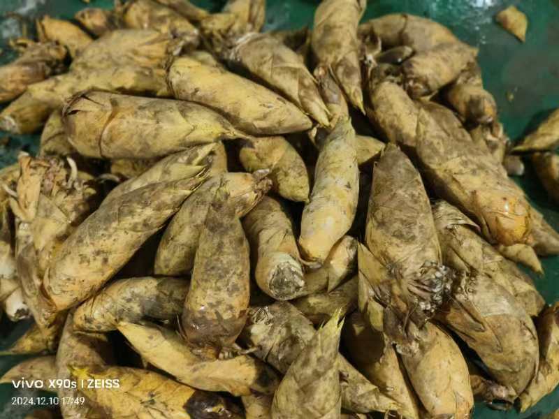 湖南冬笋新鲜上市货源充足一手货源大量批发