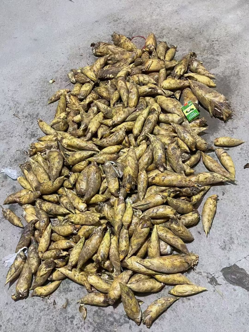 湖南冬笋新鲜上市货源充足一手货源大量批发