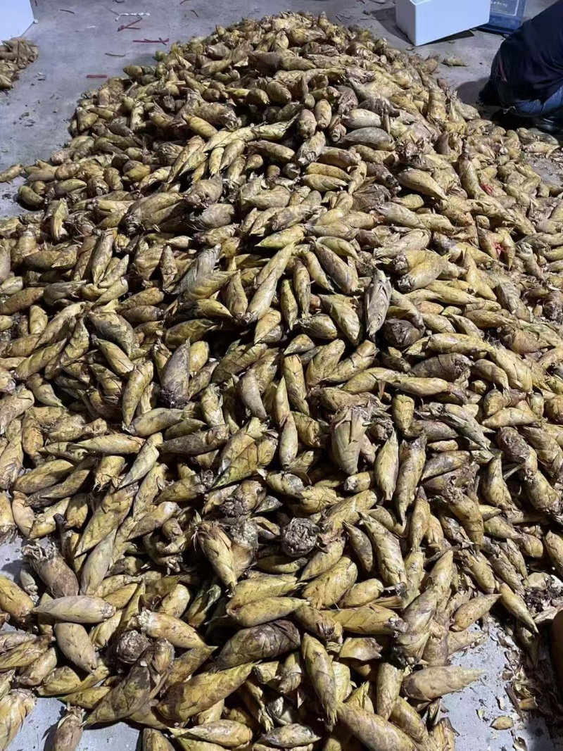 湖南冬笋新鲜上市货源充足一手货源大量批发