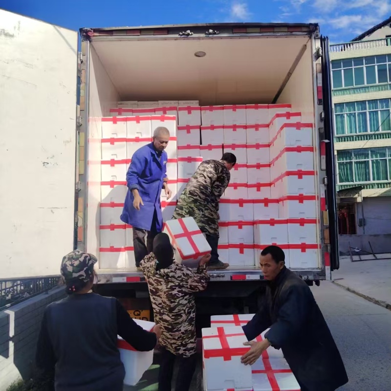 湖南冬笋新鲜上市货源充足一手货源大量批发