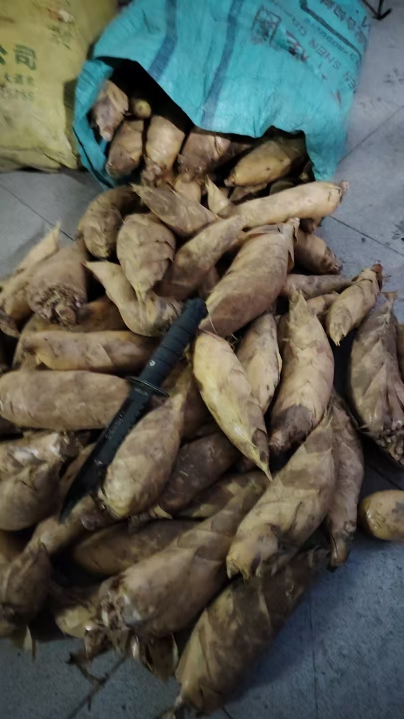 湖南冬笋新鲜上市货源充足一手货源大量批发