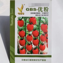 GBS优粉小番茄种子樱桃番茄种子含糖量高水果番茄种子
