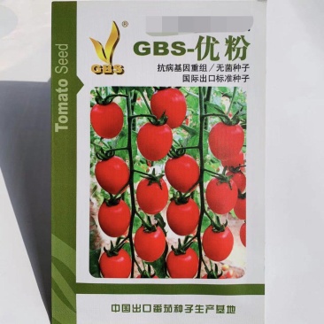 GBS优粉小番茄种子樱桃番茄种子含糖量高水果番茄种子