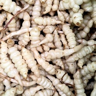 螺丝菜，