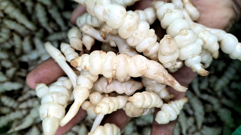 螺丝菜，