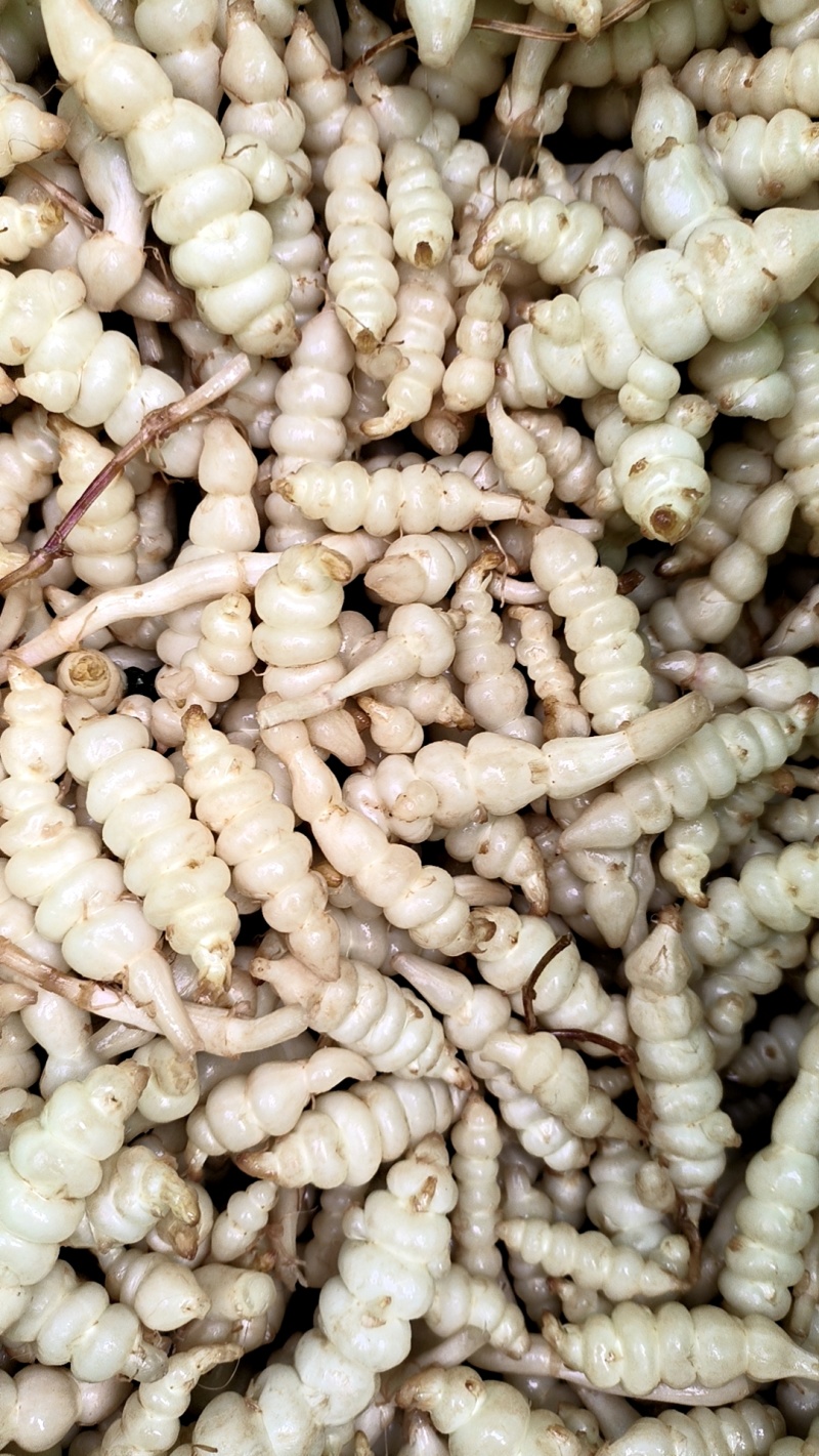螺丝菜，