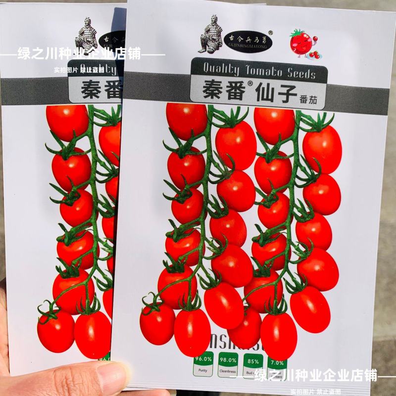 秦番仙子千禧番茄瀑布番茄种子甜度高圣女果种子水果番茄种子