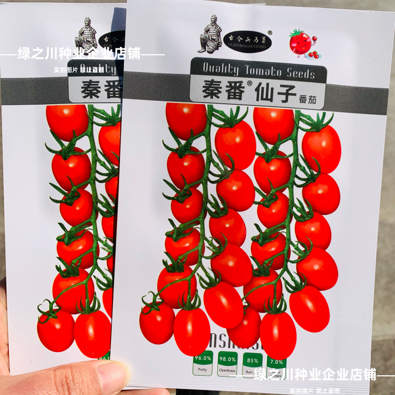 秦番仙子千禧番茄瀑布番茄种子甜度高圣女果种子水果番茄种子