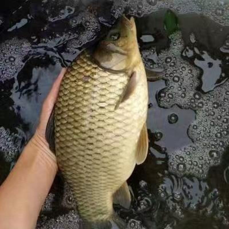 《热》精品垂钓鯽鱼中科麻鯽湘鯽鱼黄金鯽钓塘直供包运