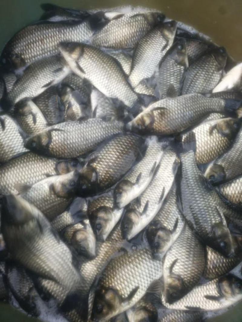 《热》精品垂钓鯽鱼中科麻鯽湘鯽鱼黄金鯽钓塘直供包运