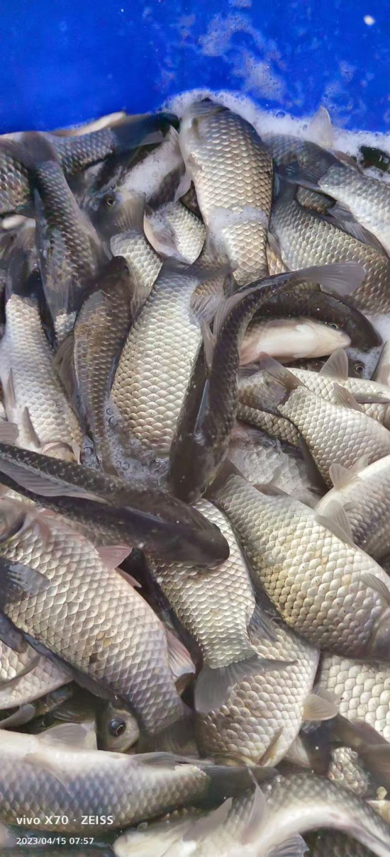 《热》精品垂钓鯽鱼中科麻鯽湘鯽鱼黄金鯽钓塘直供包运