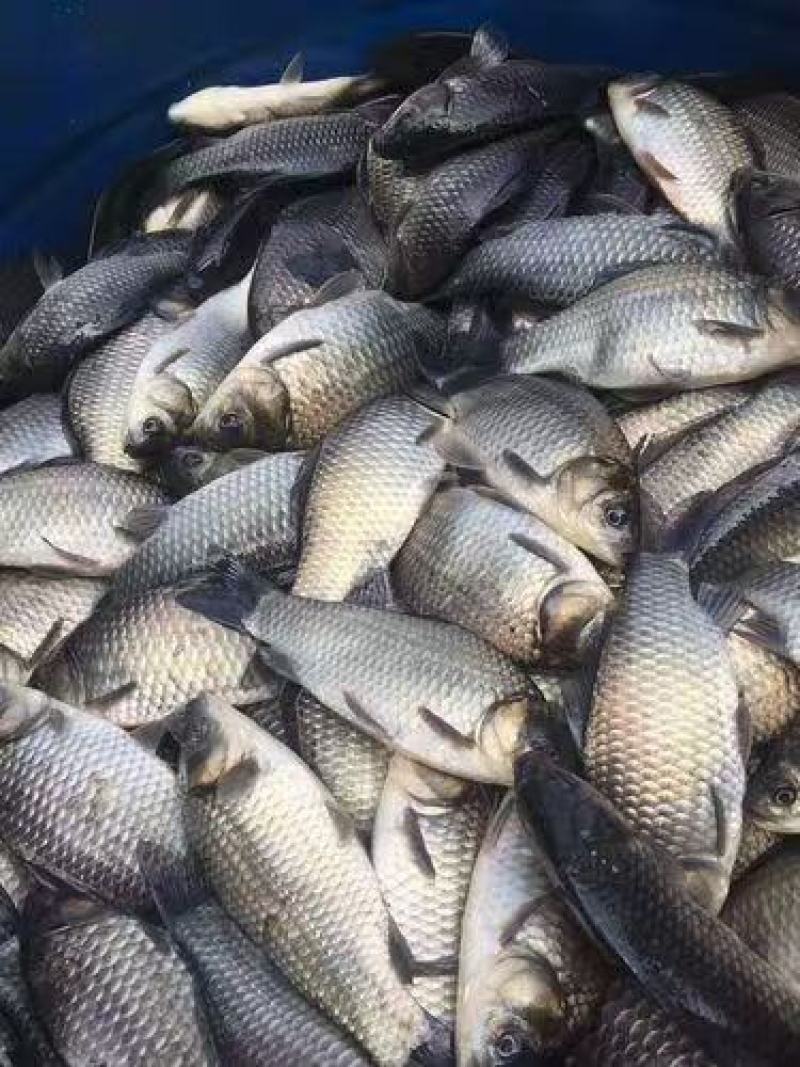 《热》精品垂钓鯽鱼中科麻鯽湘鯽鱼黄金鯽钓塘直供包运