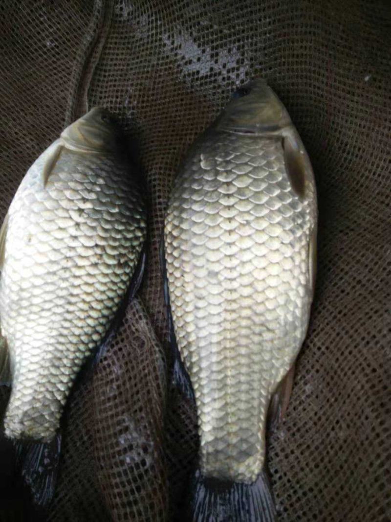 《热》精品垂钓鯽鱼中科麻鯽湘鯽鱼黄金鯽钓塘直供包运