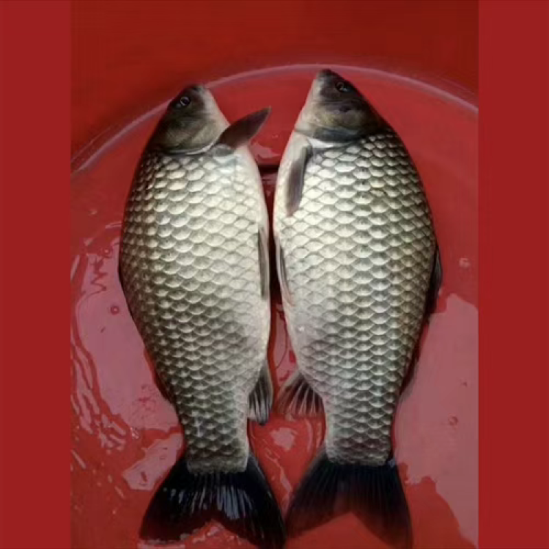 《热》精品垂钓鯽鱼中科麻鯽湘鯽鱼黄金鯽钓塘直供包运