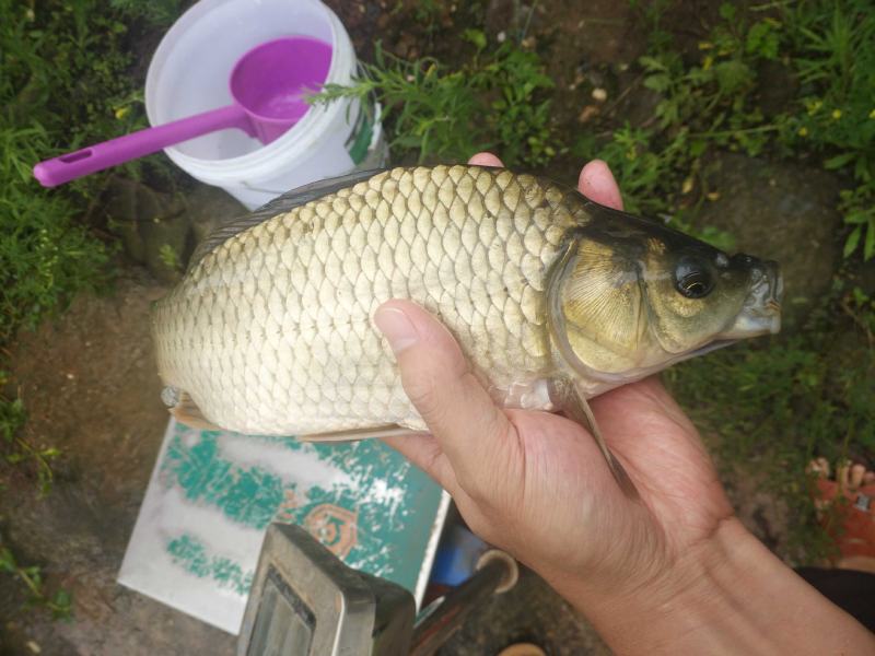 《热》精品垂钓鯽鱼中科麻鯽湘鯽鱼黄金鯽钓塘直供包运