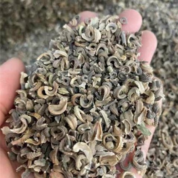 金盏菊种子四级易种易成活室内庭院景观绿化耐寒全国发货