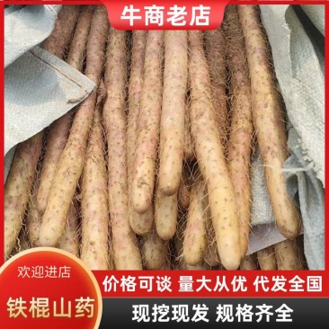 【精选】河北山药铁棍山药味道甜香产地大量供应