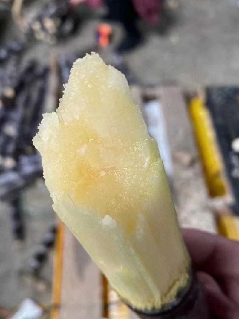 【黑皮甘蔗】云南西双版纳，黄金甘蔗，大量有货，欢迎选购