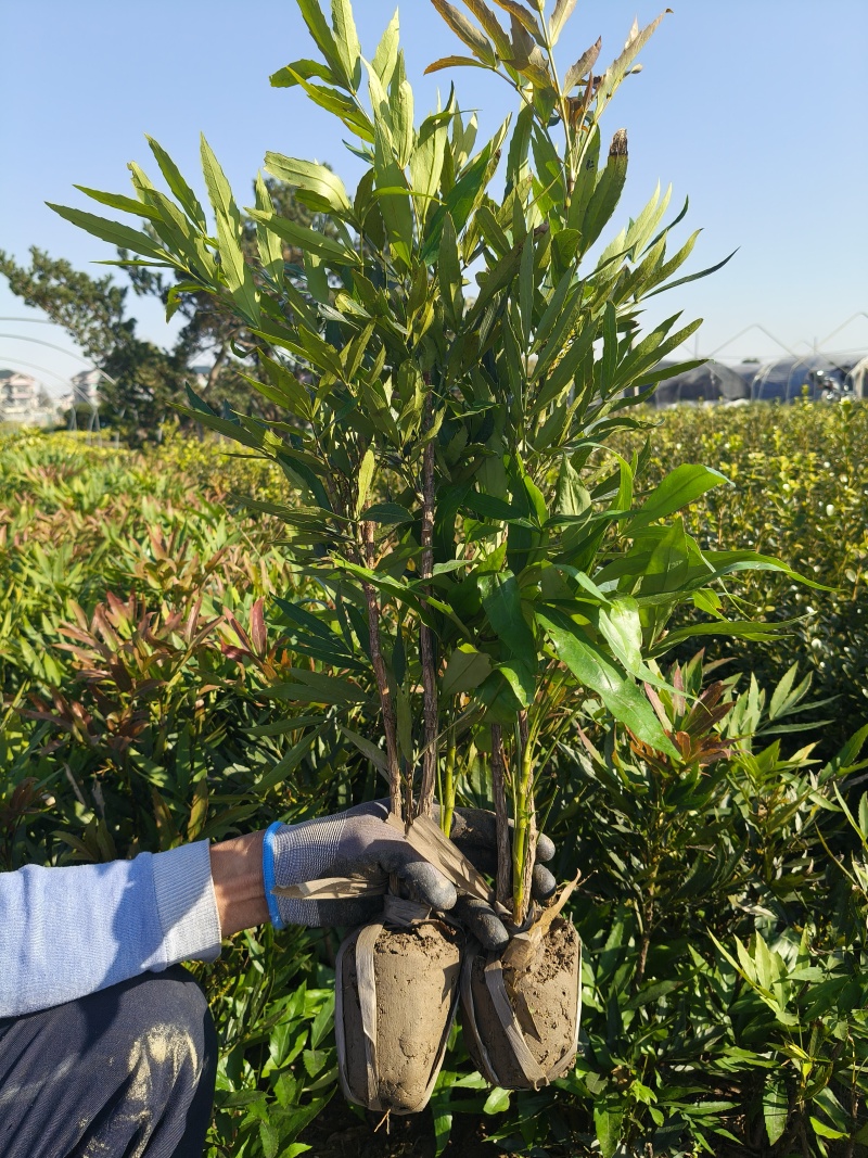 小叶十大功劳小毛球高度40cm，基地有量，欢迎来订购。