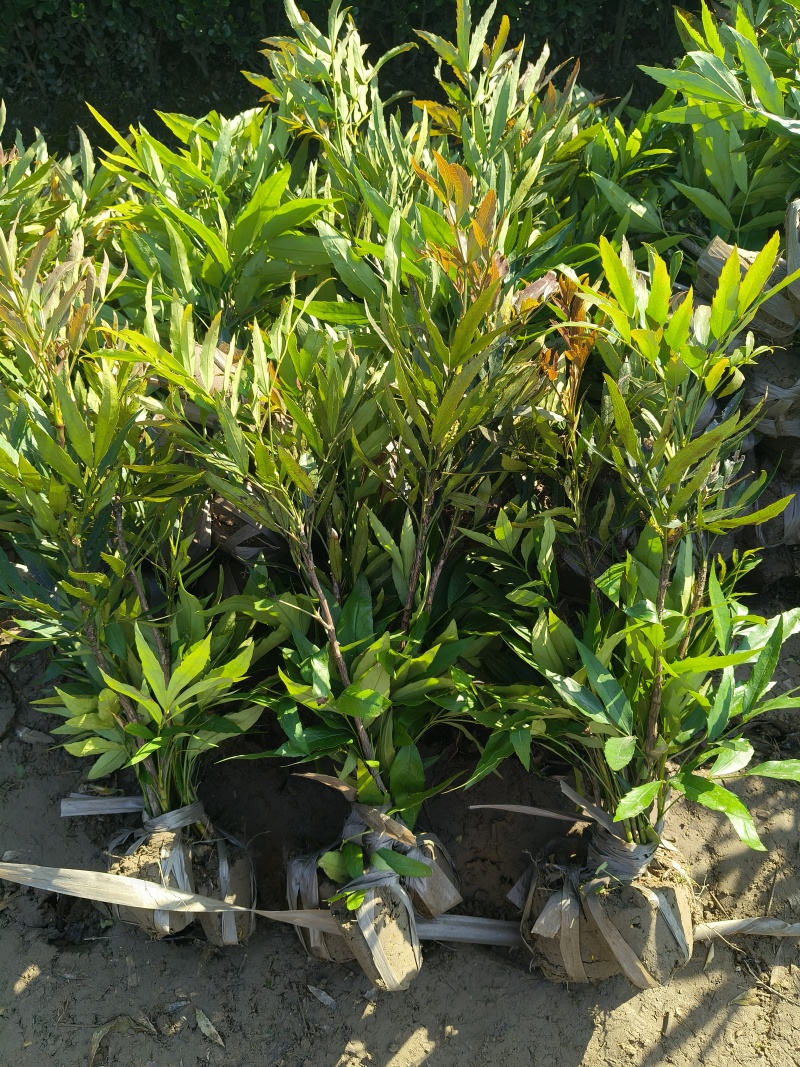 小叶十大功劳小毛球高度40cm，基地有量，欢迎来订购。