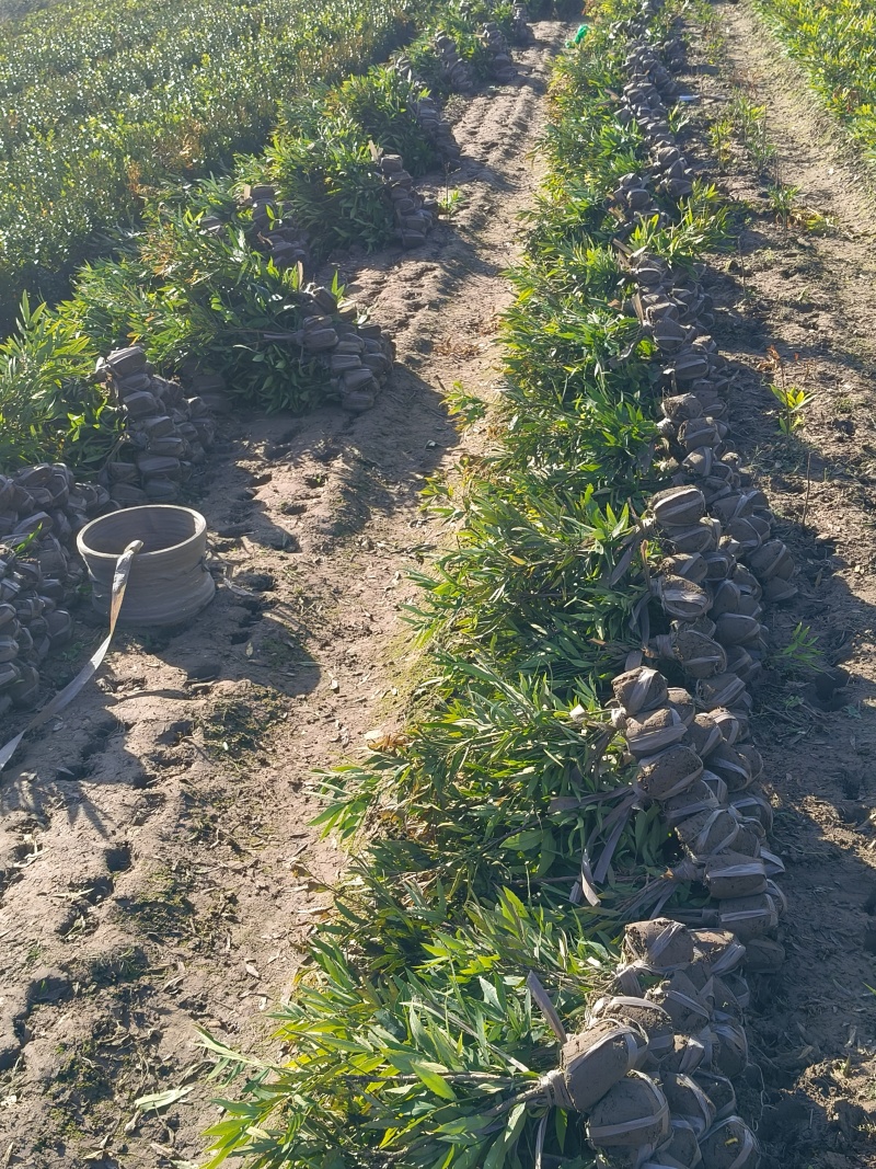 小叶十大功劳小毛球高度40cm，基地有量，欢迎来订购。