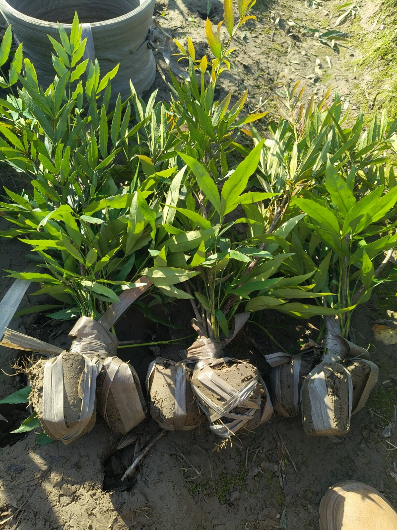 小叶十大功劳小毛球高度40cm，基地有量，欢迎来订购。