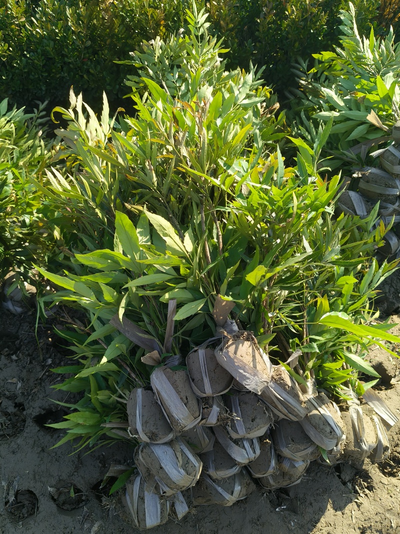 小叶十大功劳小毛球高度40cm，基地有量，欢迎来订购。