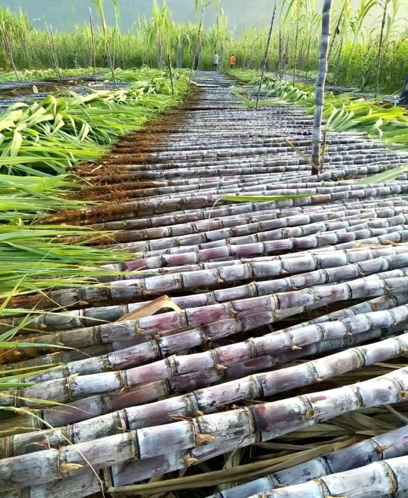 【黑皮甘蔗】云南西双版纳，黄金甘蔗，大量有货，欢迎选购